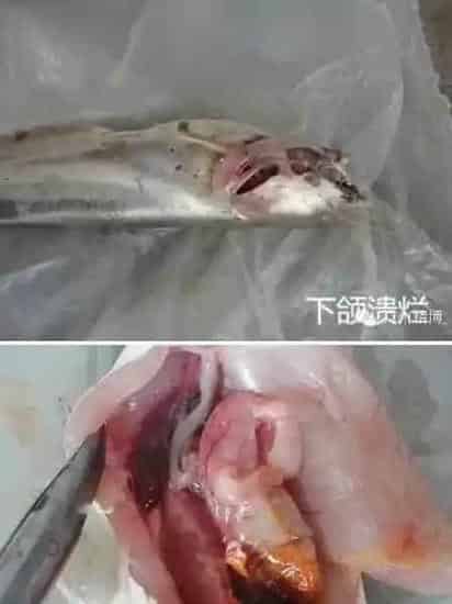 水质变差导致南方大口鲶下颚溃烂的处理试验