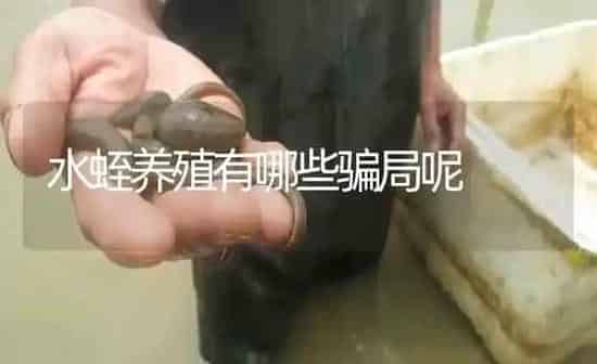 水蛭养殖有哪些骗局呢 | 特种养殖