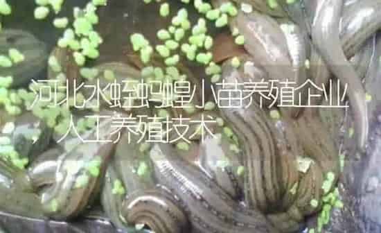 河北水蛭蚂蝗小苗养殖企业，人工养殖技术 | 特种养殖