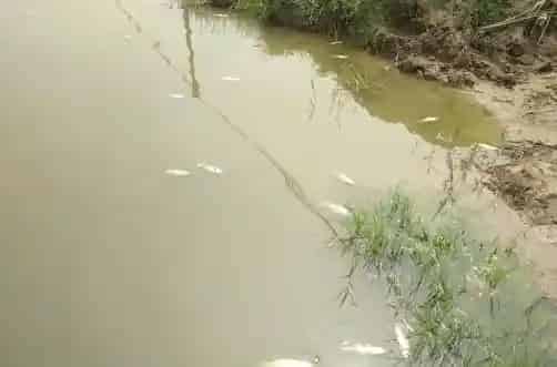 养殖户如何防治鲤鱼急性烂鳃病肆虐？