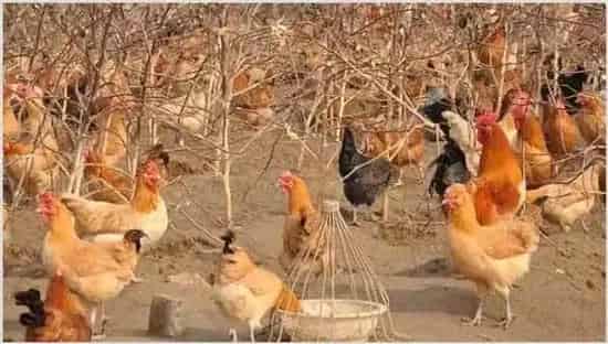 肉鸡养殖的优势 | 农业养殖技术
