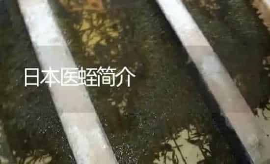 日本医蛭简介 | 特种养殖