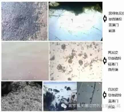 【知根知底对症下药】池塘泥皮的预防与处理方法