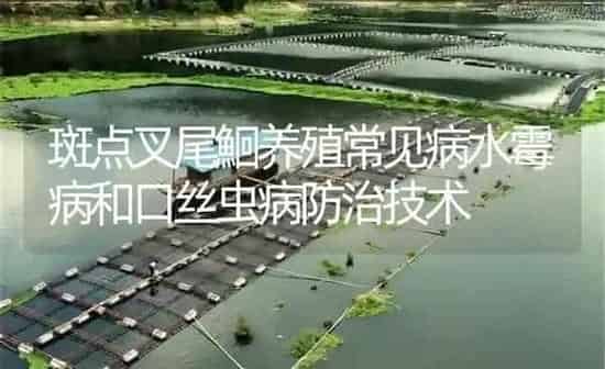 斑点叉尾鮰养殖常见问题之常用药物的耐受力 | 养殖病虫害防治