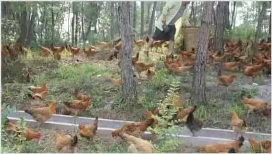 肉鸡养殖的优势 | 农业养殖技术