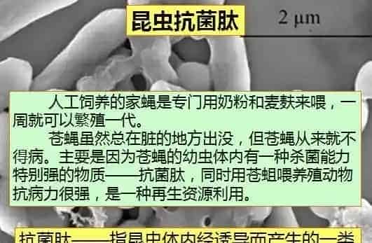 冬棚养殖南美白对虾需要加强这几点，你知道吗？