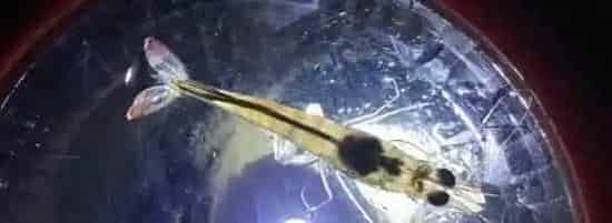 冬棚养殖南美白对虾需要加强这几点，你知道吗？