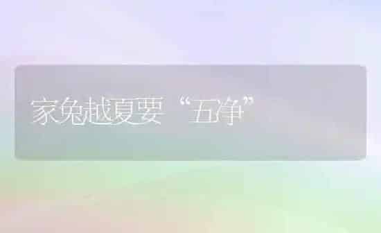 家兔越夏要“五净” | 家畜养殖