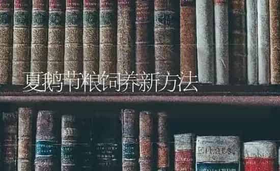 夏鹅节粮饲养新方法 | 家禽养殖