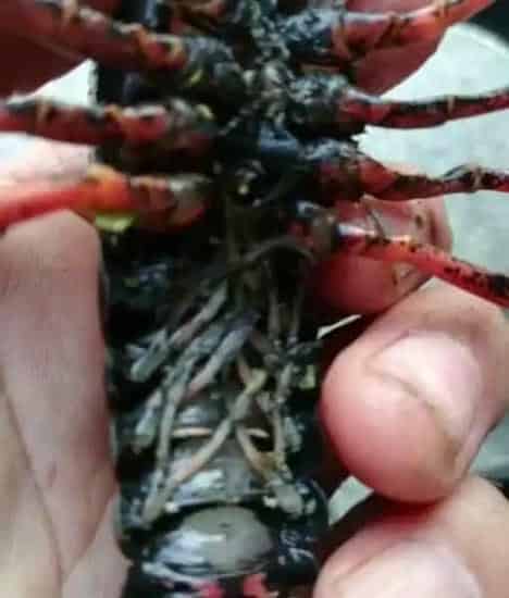 如何鉴别小龙虾母本是否刚孵出过苗