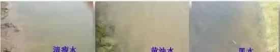 青鱼、鳊鱼鱼病高峰即将来临，请做好准备