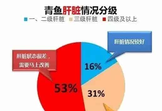 青鱼、鳊鱼鱼病高峰即将来临，请做好准备