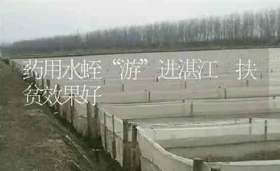 药用水蛭“游”进湛江 扶贫效果好 | 养殖病虫害防治