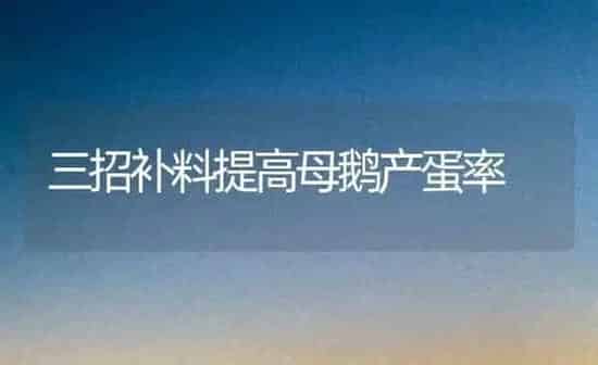 三招补料提高母鹅产蛋率 | 家禽养殖