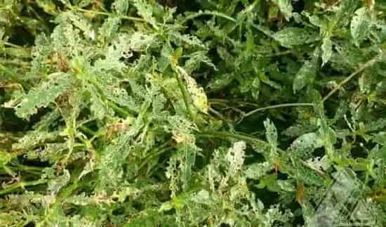 黄鳝农药杀虫剂中毒一例