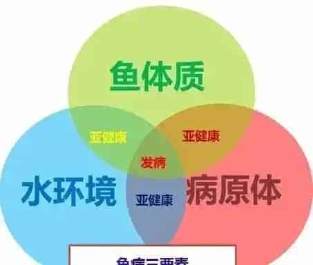 青鱼、鳊鱼鱼病高峰即将来临，请做好准备