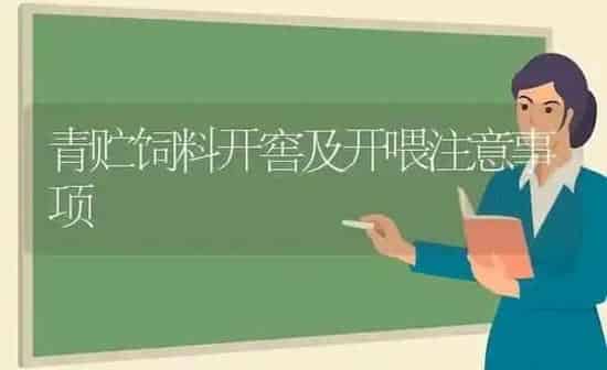 青贮饲料开窖及开喂注意事项 | 动物养殖饲料