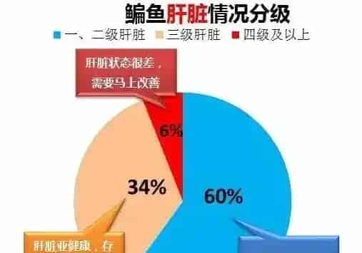 青鱼、鳊鱼鱼病高峰即将来临，请做好准备