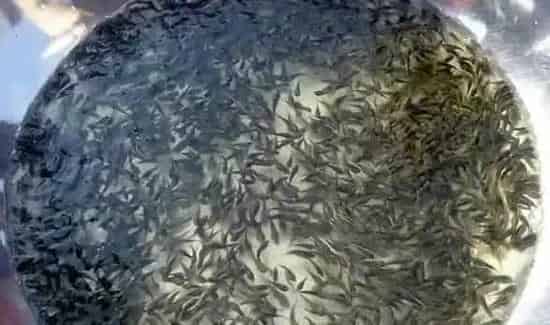 一网打尽——春季水产苗种药物浸洗中过程存在的误区
