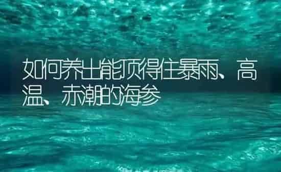 如何养出能顶得住暴雨、高温、赤潮的海参 | 海水养殖