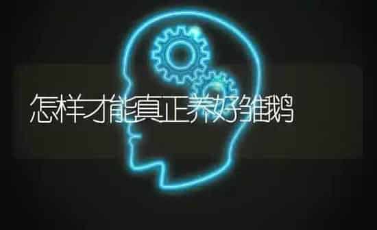 怎样才能真正养好雏鹅 | 家禽养殖