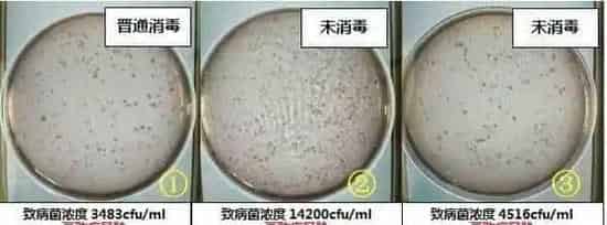 青鱼、鳊鱼鱼病高峰即将来临，请做好准备