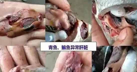 青鱼、鳊鱼鱼病高峰即将来临，请做好准备