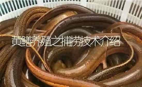 黄鳝养殖之捕捞技术介绍 | 淡水养殖