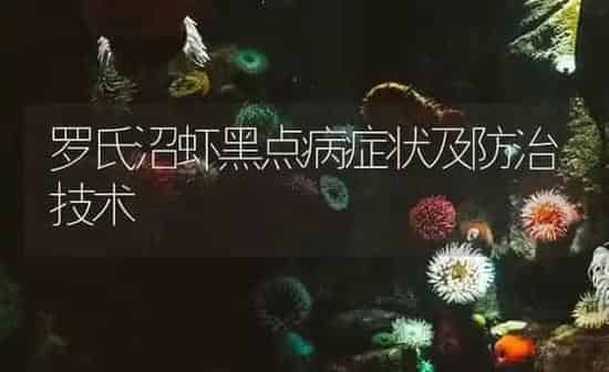 罗氏沼虾黑点病症状及防治技术 | 海水养殖