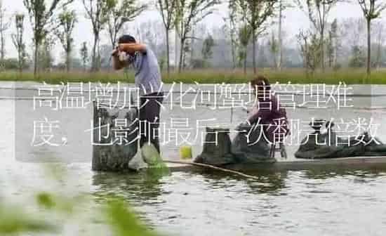 高温增加兴化河蟹塘管理难度，也影响最后一次翻壳倍数 | 淡水养殖