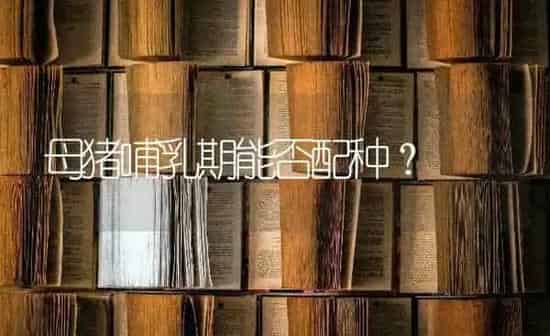 母猪哺乳期能否配种？ | 家畜养殖