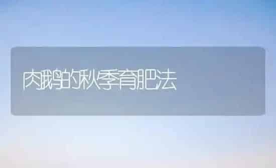 肉鹅的秋季育肥法 | 家禽养殖
