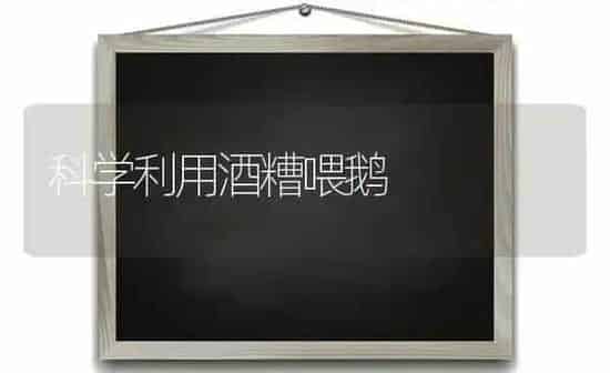科学利用酒糟喂鹅 | 家禽养殖