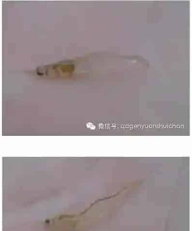 解决南美白对虾空肠、断肠的成功案例