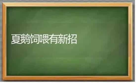 夏鹅饲喂有新招 | 家禽养殖