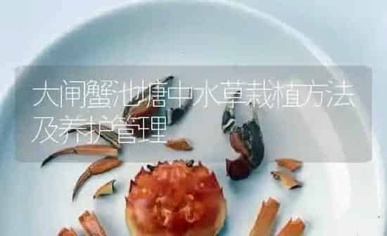 大闸蟹池塘中水草栽植方法及养护管理 | 淡水养殖
