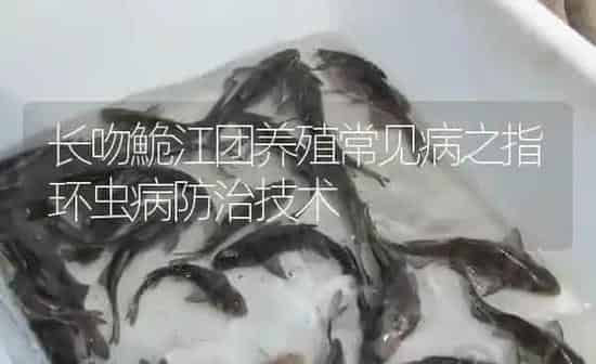 长吻鮠江团养殖常见病之指环虫病防治技术 | 淡水养殖