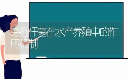 芽孢杆菌在水产养殖中的作用机制 | 动物养殖百科