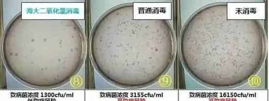 青鱼、鳊鱼鱼病高峰即将来临，请做好准备