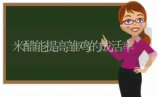 米醋能提高雏鸡的成活率 | 家禽养殖