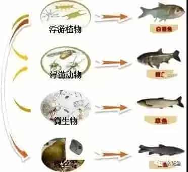 水产养殖育苗对浮游生物的利用和控制：浮游动物必须有但不能多！
