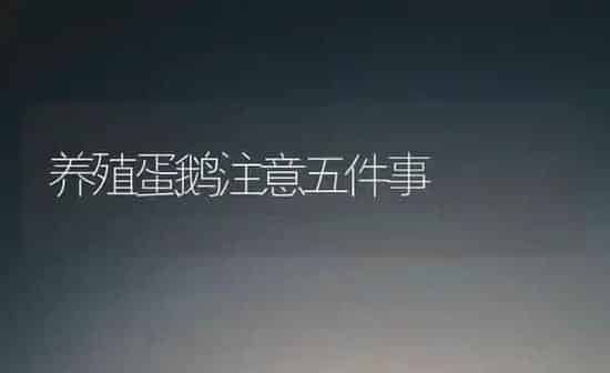 养殖蛋鹅注意五件事 | 家禽养殖