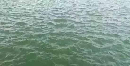 水产养殖育苗对浮游生物的利用和控制：浮游动物必须有但不能多！