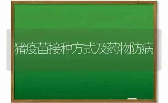 猪疫苗接种方式及药物防病 | 养殖病虫害防治