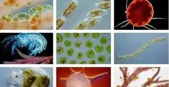 水产养殖育苗对浮游生物的利用和控制：浮游动物必须有但不能多！