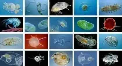 水产养殖育苗对浮游生物的利用和控制：浮游动物必须有但不能多！