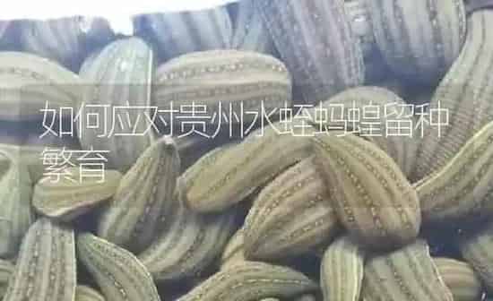 如何应对贵州水蛭蚂蝗留种繁育 | 特种养殖