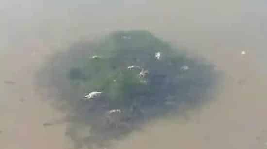 河蟹脱壳前是否需要-杀虫杀青苔？