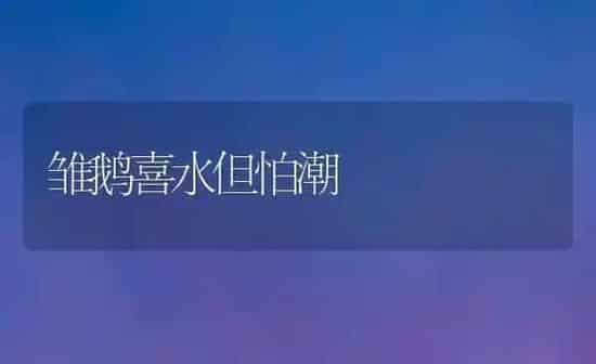 雏鹅喜水但怕潮 | 家禽养殖