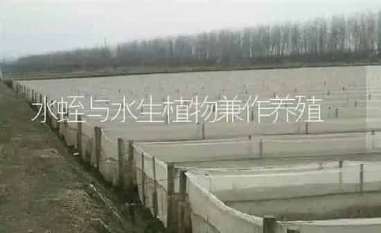 水蛭与水生植物兼作养殖 | 特种养殖